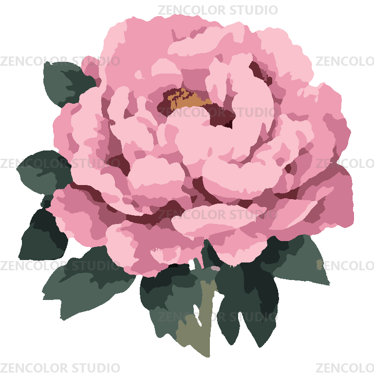 La pivoine rose en pleine éclosion