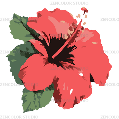 L'hibiscus corail en pleine éclosion