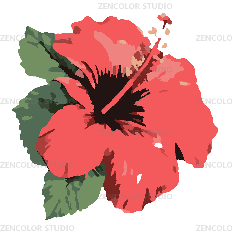 L'hibiscus corail en pleine éclosion