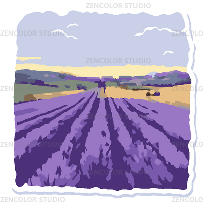 Les rangées violettes de Provence