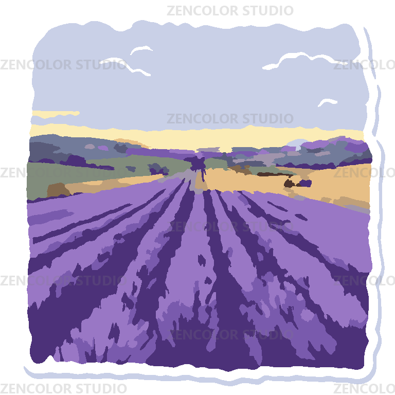 Les rangées violettes de Provence