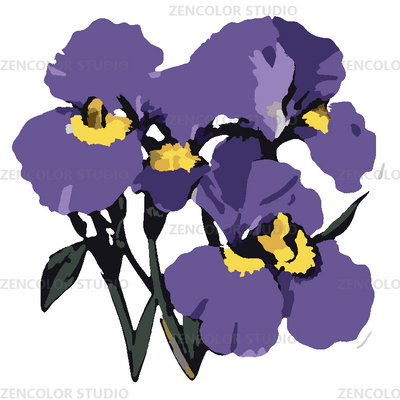 Trois iris violets au cœur doré